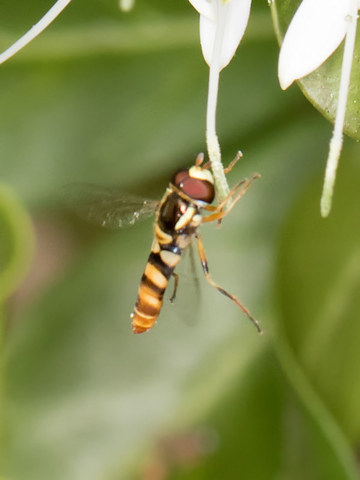 Hover Fly (Ischiodon scutellaris) (Ischiodon scutellaris)